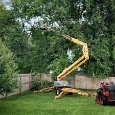 Professional  Tree Services in Eddystone, PA