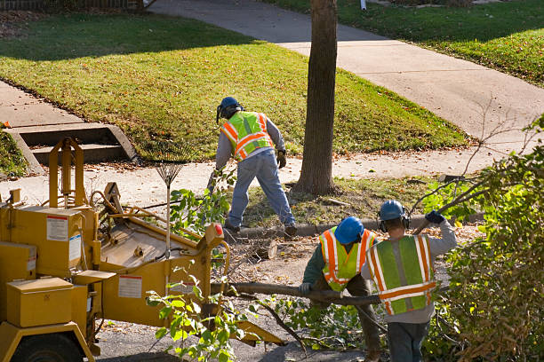 Why Choose Our Tree Removal Services in Eddystone, PA?