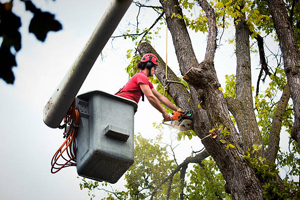 Best Commercial Tree Services  in Eddystone, PA